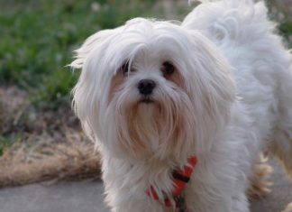 PAS UGINUO U VARAŽDINSKOM HOTELU ZA PSE: Kod vlasnika uslijedio šok!