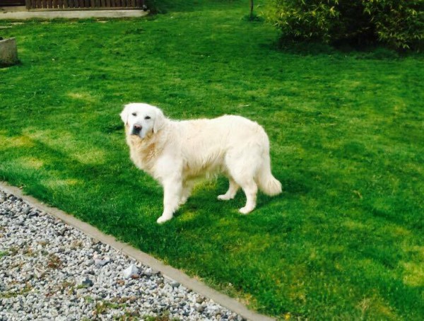 12938145_1014586215286391_947689173400771522_n