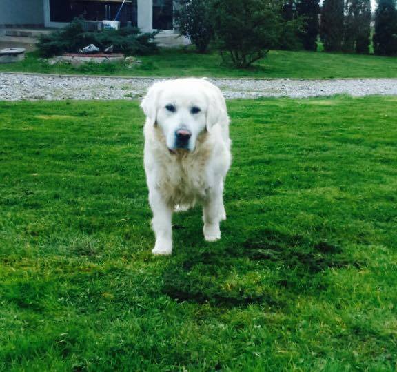 12963536_1014586148619731_2196563459852851402_n