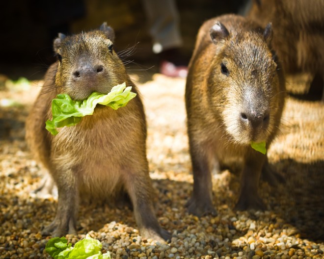 Kapibara_eszik