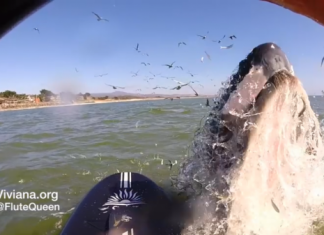 OČI U OČI S MORSKIM DIVOM: Žena veslala na dasci kad je pred nju iskočio grbavi kit (VIDEO)