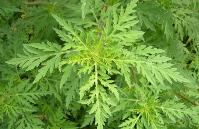 3f8044ded88216eef91e883af45f9825_579f1f8558b02