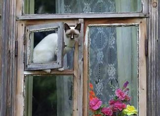 MALI ŠPIJUN ZAGREBAČKIH ULICA: I kućni ljubimci vole zaviriti kroz prozor (FOTO)