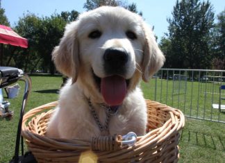 ZNANOST OTKRIVA: Vaš pas može osjetiti bolujete li od raka prije od svih