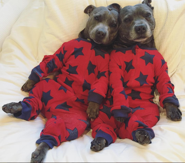 Instagram/ the_blueboys