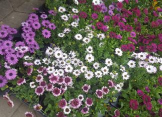 Bliži se kraj Floraarta, provjerili smo što možete kupiti za 5 kuna, te na što su posjetitelji najviše trošili