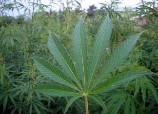 PU zagrebačka uhitila Hrvata i Srbina: Pronađeno čak 688 stabljika indijske konoplje!