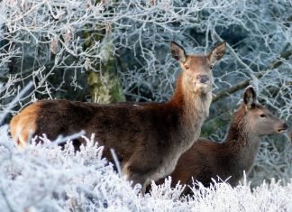 DJED BOŽIĆNJAK STIŽE U ZOO: Na ovaj način mu možete pomoći da životinjama daruje raznovrsne poklone