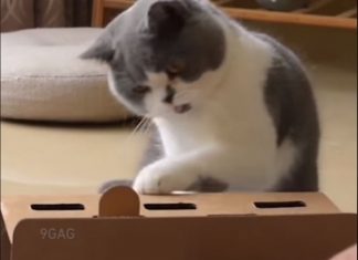 Ova isfrustrirana mačka će vam pokazati da ima gorih stvari od ponedjeljka