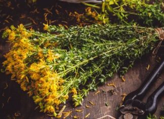 Ova biljka najbrže zacjeljuje rane: Donosimo vam sve blagodati kantariona