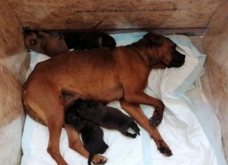 IŽIVLJAVANJE NAD ŽIVOTINJAMA: Polio ih s benzinom i spalio! Spašeni u zadnji čas