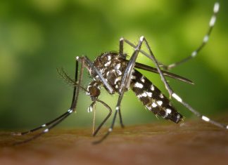 Znate li koje sve bolesti mogu prenositi komarci? Evo što kažu stručnjaci