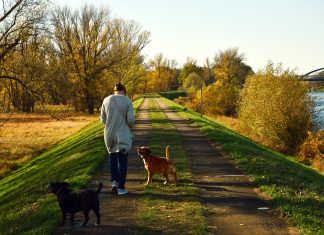 Dolazite li s posla živčani i pod stresom? Istraživanje otkrilo kako to utječe na vašeg psa