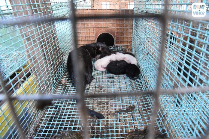 One Voice-farma krzna-20