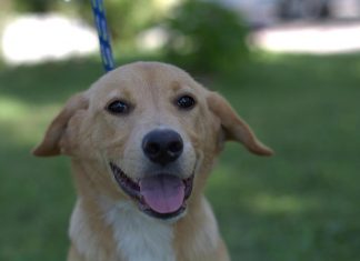 Ako ste preboljeli koronu i imate kućnog ljubimca, pomozite! Veterinarski fakultet provodi istraživanje
