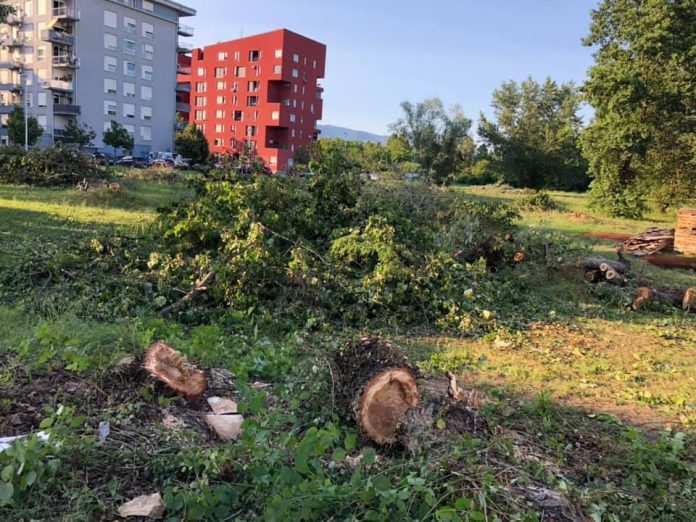 vrbani stabla sječa