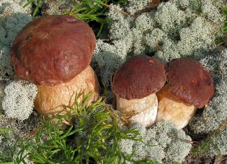 Donosimo vam 10 gljivarskih zapovjedi: Vodić za branje gljiva