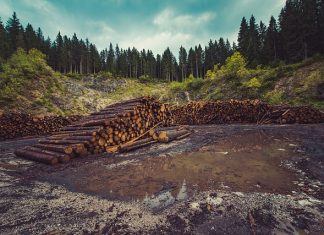 Prosvjed ‘Sa Tri Gore Ori Se Jeka’: Sirene za uzbunu najavit će borbu za očuvanje šuma