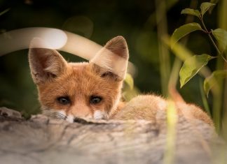 Lisica se udomaćila kod zagrebačke bolnice: ‘Ljudi je se ne boje, zanimljiva im je’