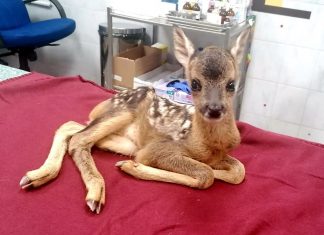 Azil upozorava: ‘To je lovokradstvo, a ne pomaganje!’