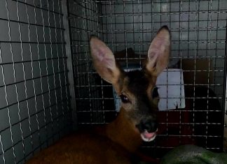 (VIDEO) Nevrijeme potjeralo srne u grad: Jedna zalutala na Britanac