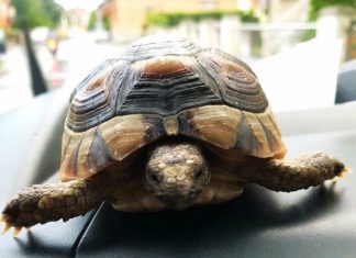 Nestašna kornjača Graciela bila je spremna na pustolovinu zagrebačkim ulicama, no dočepala su je se djeca