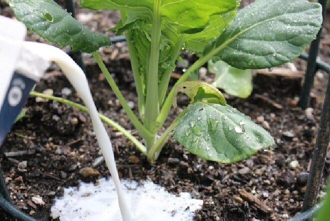 mlijeko-zemlja-660x443