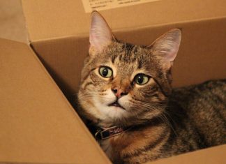 Vaša maca se voli zavlačiti u kutije? Nećete vjerovati, ali za to postoji znanstveno objašnjenje!