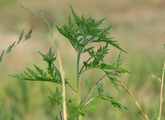 Alergičari će nastradati: Kod bolnice za plućne bolesti u Zagrebu raste polje ambrozije!