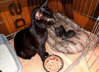 (FOTO) Ulovljeni! Izbacili kutiju s mačkom i tri mačića na sred ceste, no građani su ih snimili