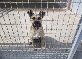 Prijatelji životinja žele veću transparentnost rada skloništa u Dumovcu, povećanje broja volontera i reviziju zapošljavanja