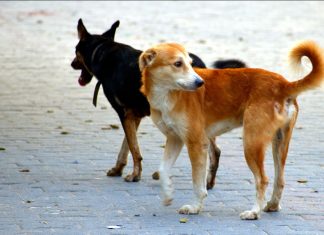 OČAJNI SU: Svi ih odbijaju čim spomenu životinje, a hitno im treba smještaj jer im je trenutni dom uništen