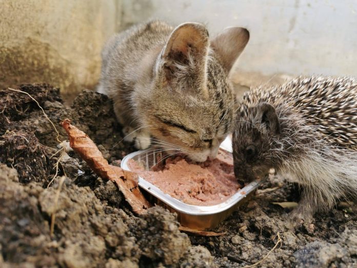 123136236_1263215317372101_493439680013922527_o