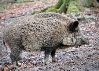 (VIDEO) Prava drama odvijala se na Medvednici: Vepar potrčao za motociklistom koji je jurio stazom!