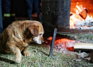 Udruga Animalex: ‘Ljudi iz pogođenih područja nevoljko pristaju na prepuštanje domaćih životinja’