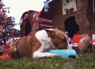 BOŽIĆ JE I MACAMA I PSIMA! Uključite se u humanitarnu akciju za pomoć udrugama i skloništima