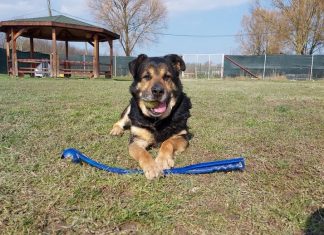 Unatoč zakonskoj obvezi, svakodnevno dva nečipirana psa završavaju u Dumovcu
