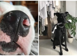 (VIDEO) Oni su sada najsretnije njuškice u gradu, a malo je falilo da i njihova sudbina bude tužna