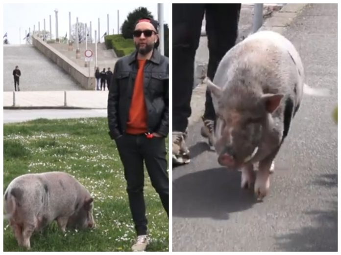 danijel majcen svinja