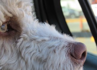 PRED VLASNICOM Dva odbjegla psa rastrgala malenog maltezera na Ravnicama