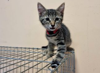 AZIL DUMOVEC TREBA VAŠU POMOĆ: ‘Kapacitet nam je preopterećen! Udomite mačku, i napravite dobro djelo!’