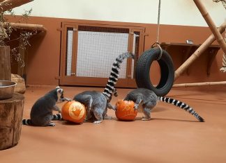 (FOTO) Stanari maksimirskog zvjerinjaka oduševljeni bundevama, pogledajte preslatke prizore