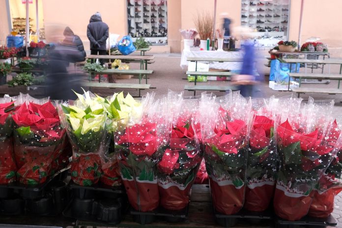 Zagreb: Na Splavnici započela prodaja popularnih bozićnih zvijezda