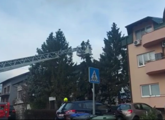 (VIDEO) Maksimirska mačka zadala glavobolje vlasnicima! Skidala ju ekipa iz Dumovca, u pomoć priskočili i vatrogasci