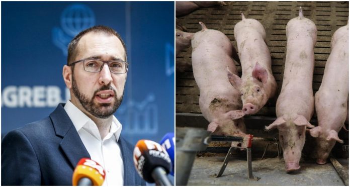 svinje i tomašević