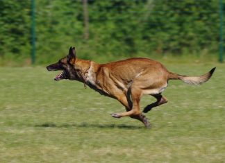OTAC NAPADNUTE DJECE: ‘Svi, su krivi, prvo vlasnik, a onda Dumovec!’