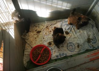 U STANU ‘ŠTANCAO’ PSE! Oduzeto mu 15 psića, a još 30 ih nije pronađeno: Štenci nisu cijepljeni, neki su i bolesni