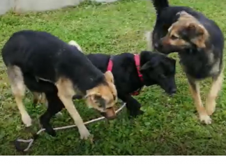 (VIDEO) HOROR U AZILU: Prijatelji životinja podnijeli prijavu DORH-u zbog užasnih uvjeta u kojima životinje žive