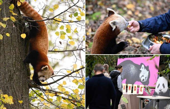 crvene pande, zoološki vrt