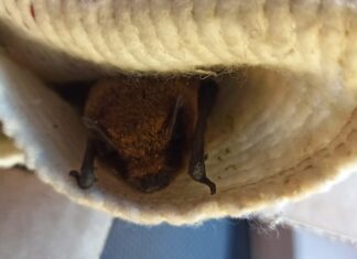 Zagrepčanki u stan uletio 21 šišmiš: ‘Kretala sam se četveronoške s ručnikom preko glave’